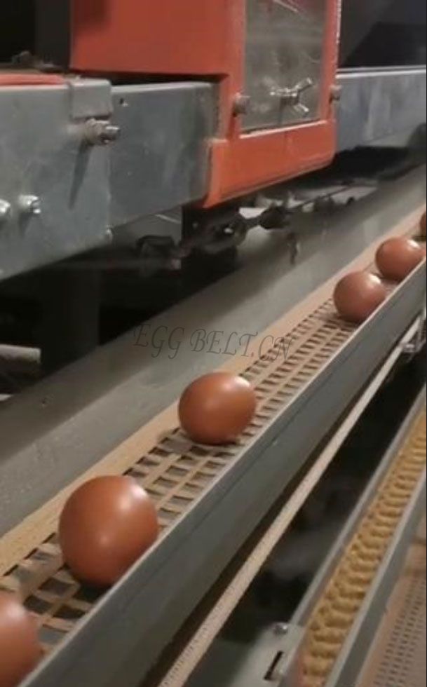 eggbelts(ply).jpg