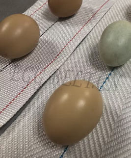 <!-- PP Egg Conveyor Belt -->